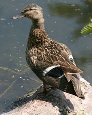 Stockente-072.jpg